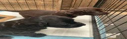 Cocker Spaniel dogs for sale: Elite FTCH Penwills Charlie of Winhocklin Puppies - Advert 6