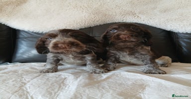 Cocker Spaniel dogs - Advert 5