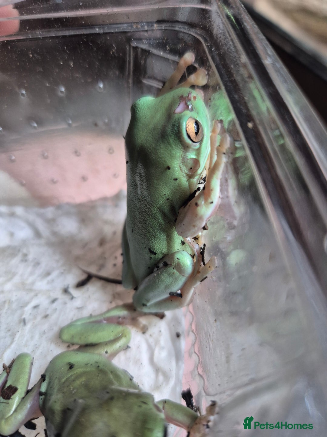 Frog reptiles for sale: Amazon milks Whites green darts - Advert 15