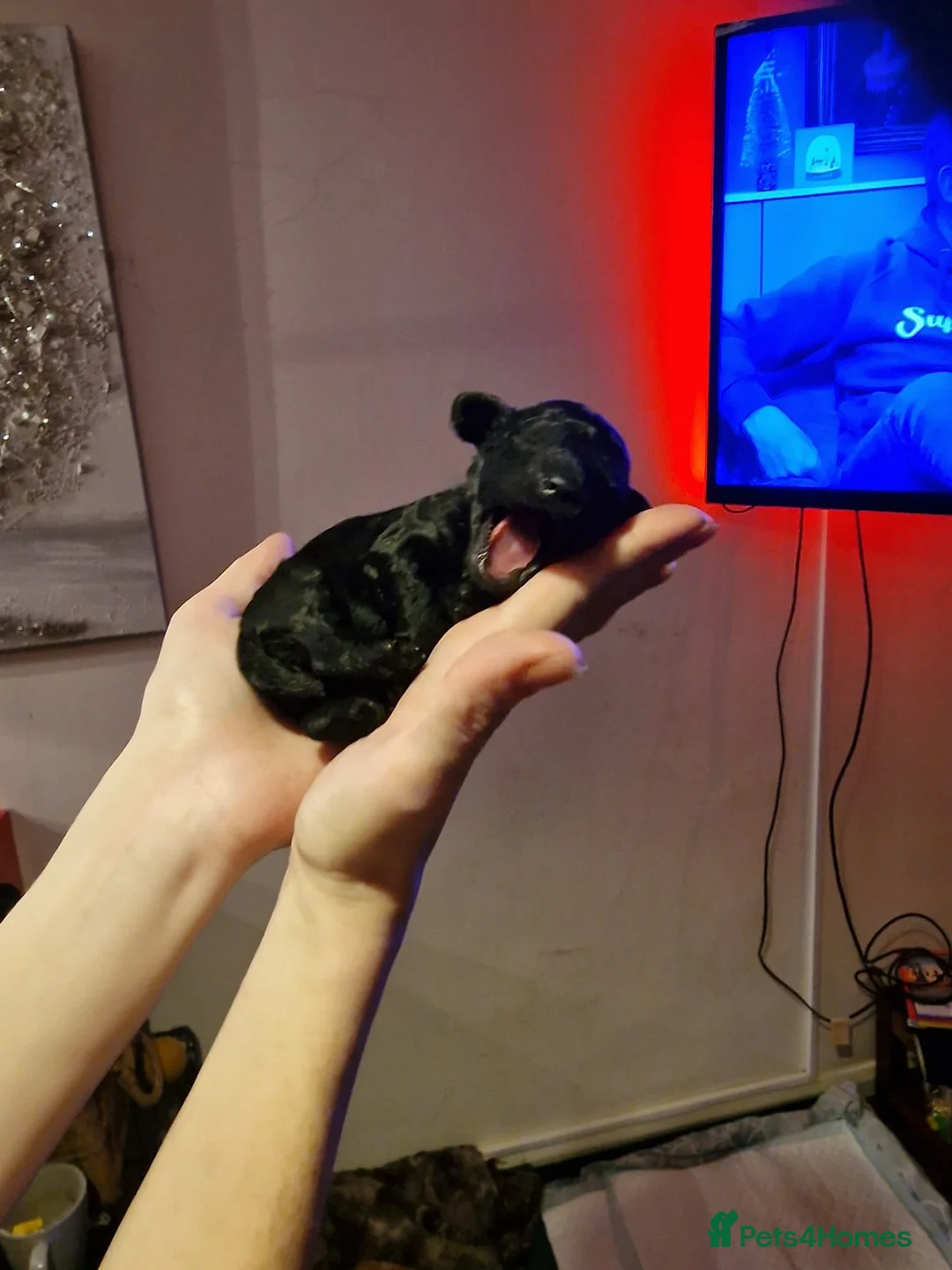 Cockapoo dogs for sale: COCKAPOO F3BB - Advert 4