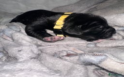 Mixed Breed dogs for sale: Labrador cross Dalmatian puppies - Advert 15