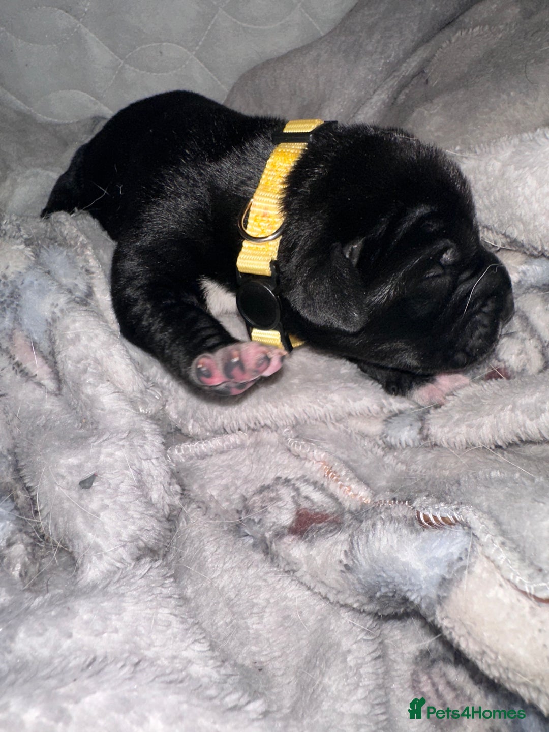 Mixed Breed dogs for sale: Labrador cross Dalmatian puppies - Advert 15