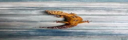 Leopard Gecko reptiles for sale: Last few leopard gecko when they gone they gone !! - Advert 15