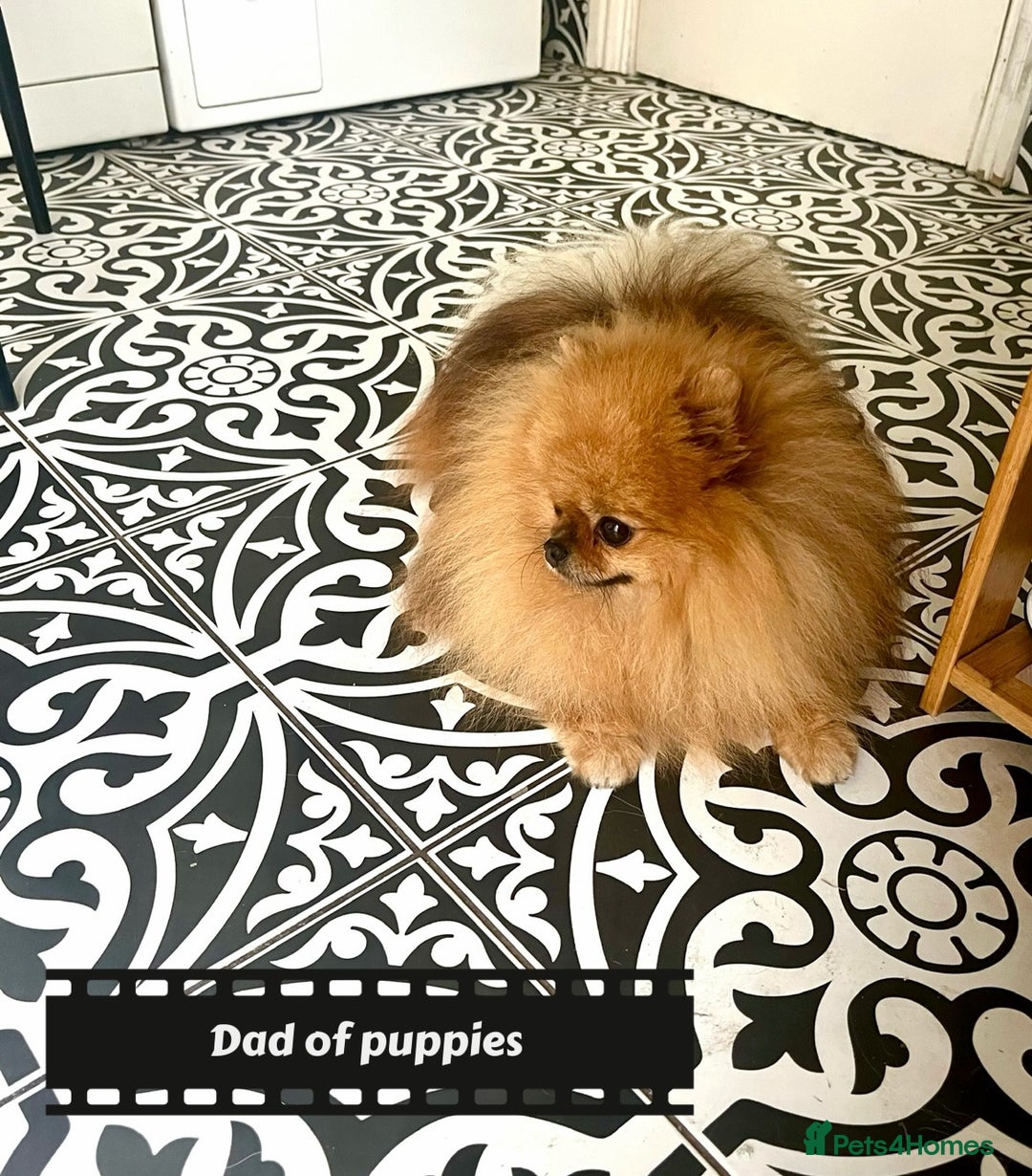 Pomeranian dogs for sale: 🔥Very Tiny🧸 Top Quality  - Image 27