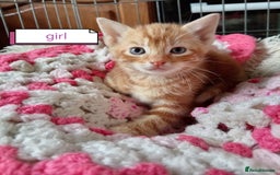 Mixed Breed cats for sale: Kittens gorgeous playful babys - Image 7