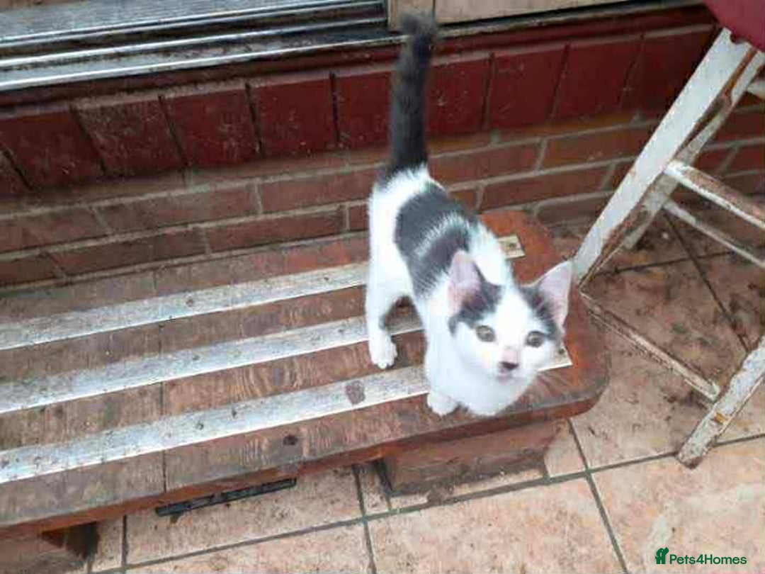 British Shorthair cats for sale: Timid kitten for sale  - Image 1