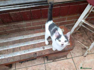 British Shorthair cats for sale - Advert 1