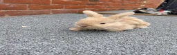 Mini Lop rabbits for sale: STUNNING PURE BREED MINI LOPS AMAZING COLOURS  - Advert 11