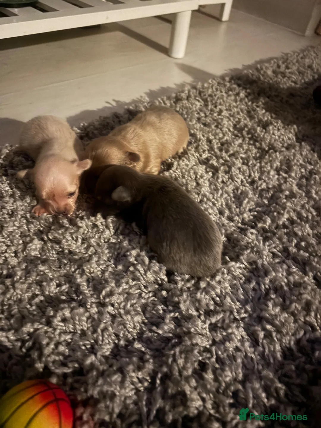 Chihuahua dogs for sale: Long haired Chihuahuas pups ONLY ONE BOY LEFT  - Advert 8
