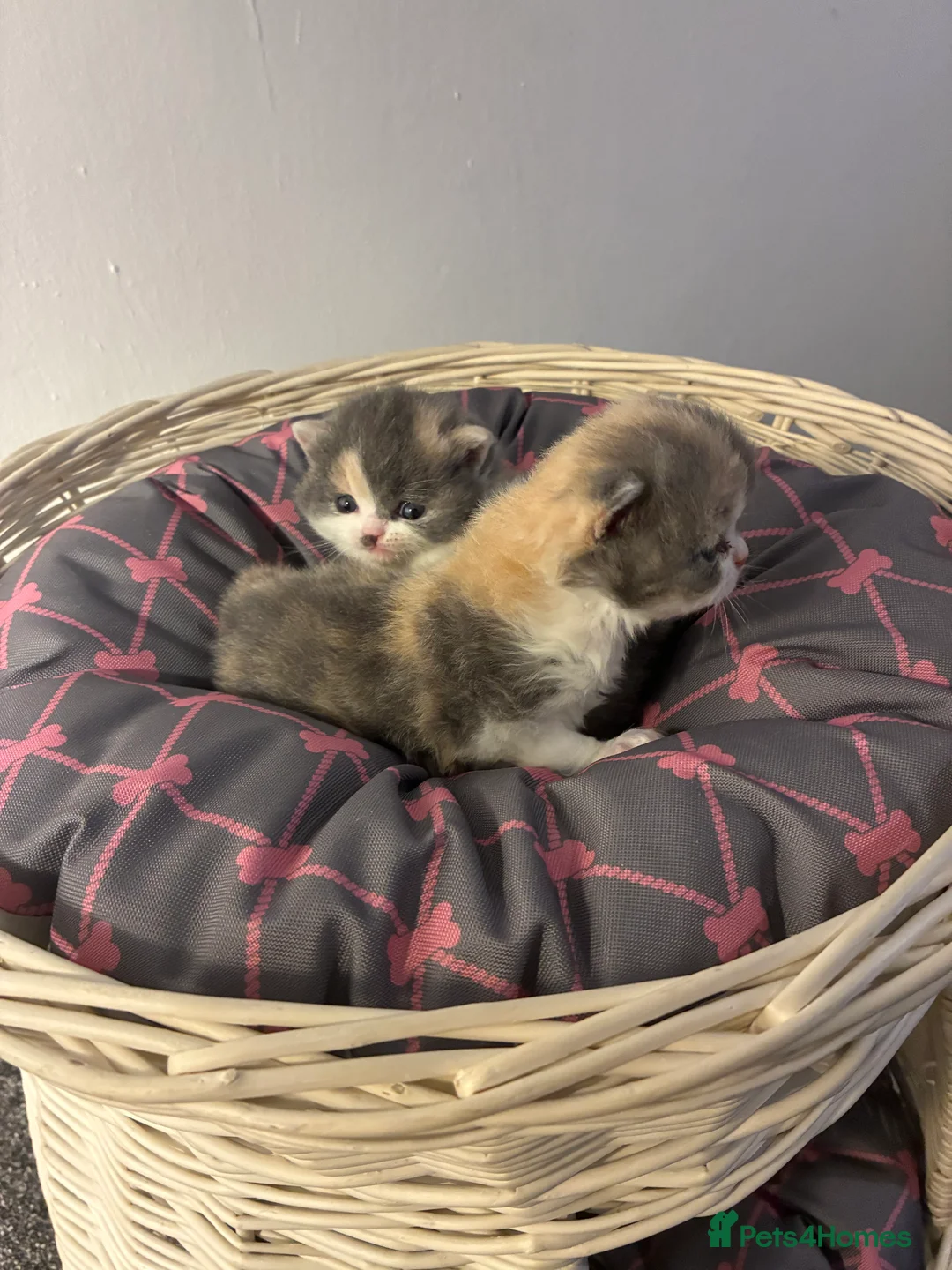 British Shorthair cats for sale: LAST 1 REMAINING BSH TICA KITTENS - Advert 14