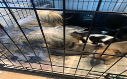 Mixed Breed dogs for sale: Lhasa apso x chihuahua pups  - Image 11