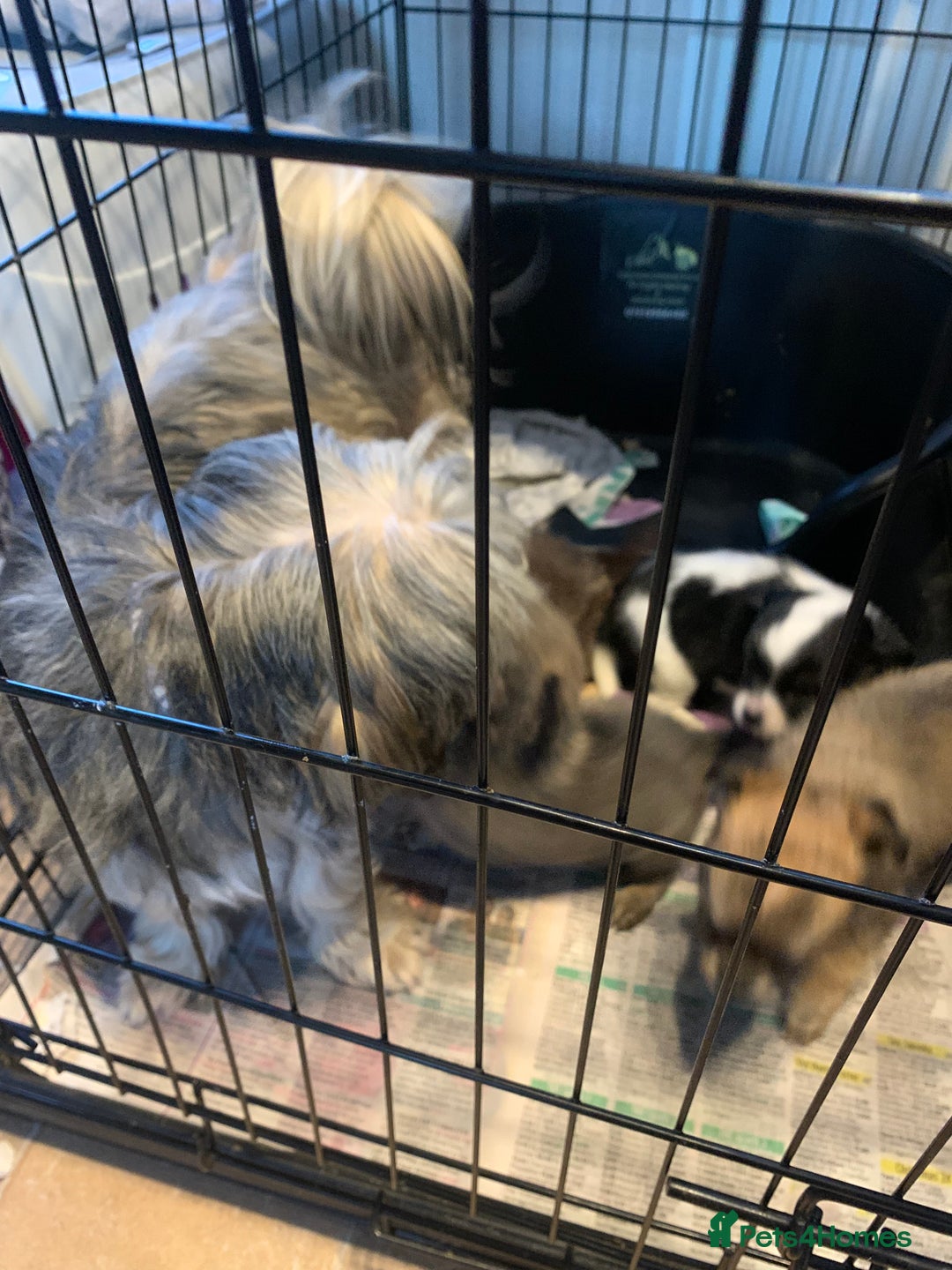 Mixed Breed dogs for sale: Lhasa apso x chihuahua pups  - Image 11