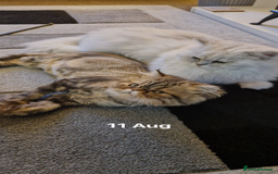 Persian cats for sale: For sale 2 gorgeous adult male Persians - Image 4