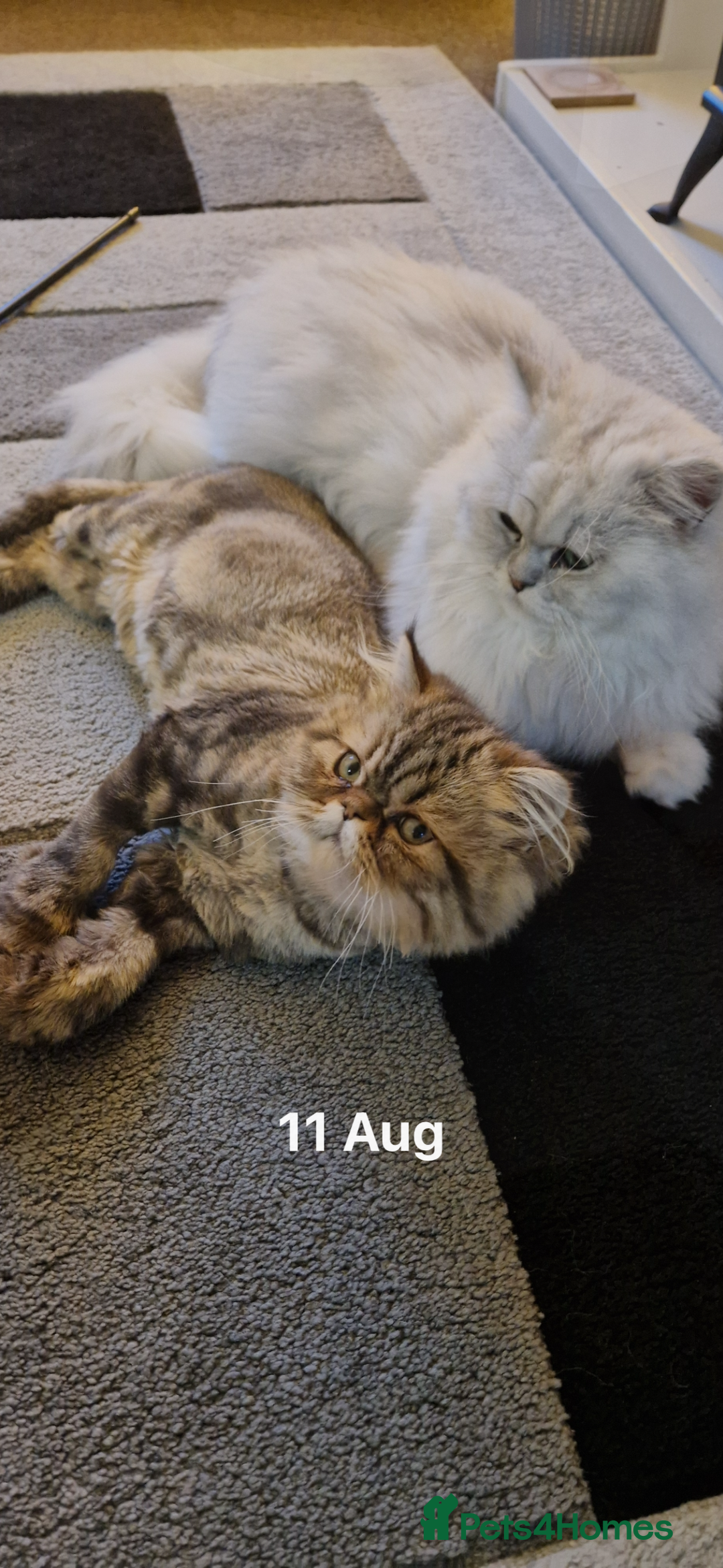 Persian cats for sale: For sale 2 gorgeous adult male Persians - Image 4