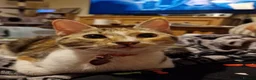 Mixed Breed cats for sale: Beautiful female cat  - Advert 6