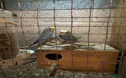 Parakeets birds for sale: Birds - Advert 5