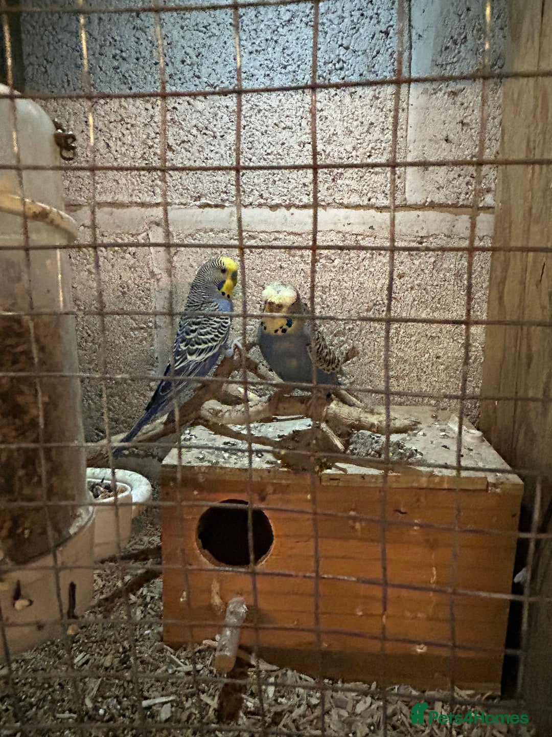 Parakeets birds for sale: Birds - Advert 5