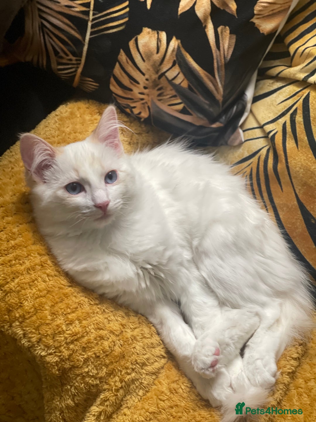 Ragdoll cats for sale: VERY RARE CREAM FLARE BICOLOUR RAGDOLL KITTEN - Advert 39
