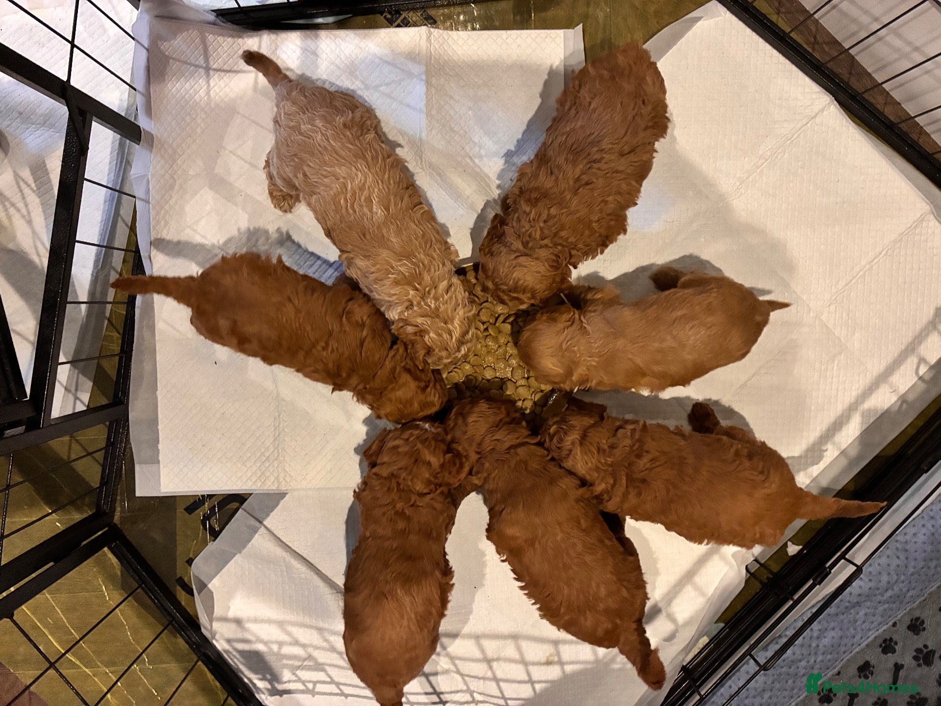 Cavapoo dogs Adorable Cavapoo Puppies Arrived :-) - Advert 2