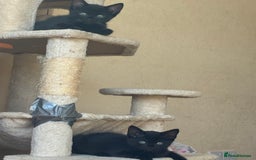 Bengal cats for sale: 5 kittens for sale  - Image 3