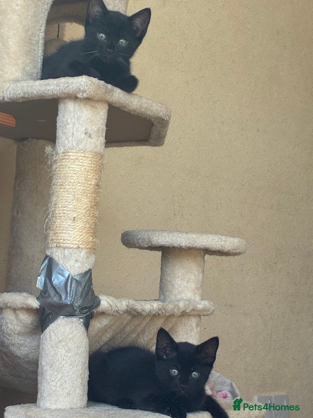 Bengal cats for sale: 5 kittens for sale  - Image 3
