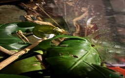 Chameleon reptiles for sale: Breeding pair of Jackson’s - Image 2