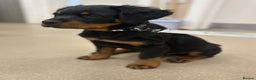 Rottweiler dogs for sale: Puppy rottweiler  - Advert 1