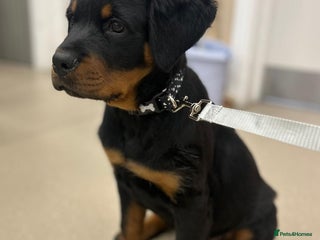 Rottweiler dogs Puppy rottweiler - Advert 1