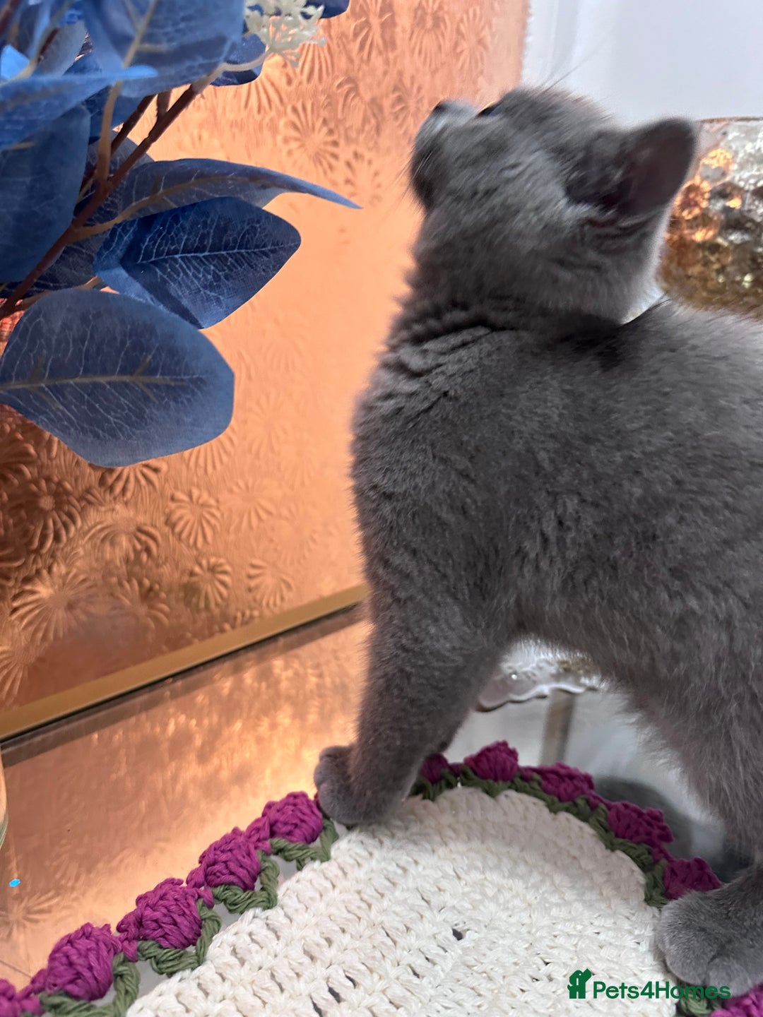 British Shorthair cats for sale: BSH kitten  - Image 5
