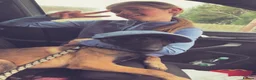 Belgian Shepherd Dog dogs for sale: Shadow to find the best home only - Advert 4