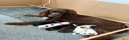 Cocker Spaniel dogs for sale: Working cocker spaniels  in Newmarket - Advert 1