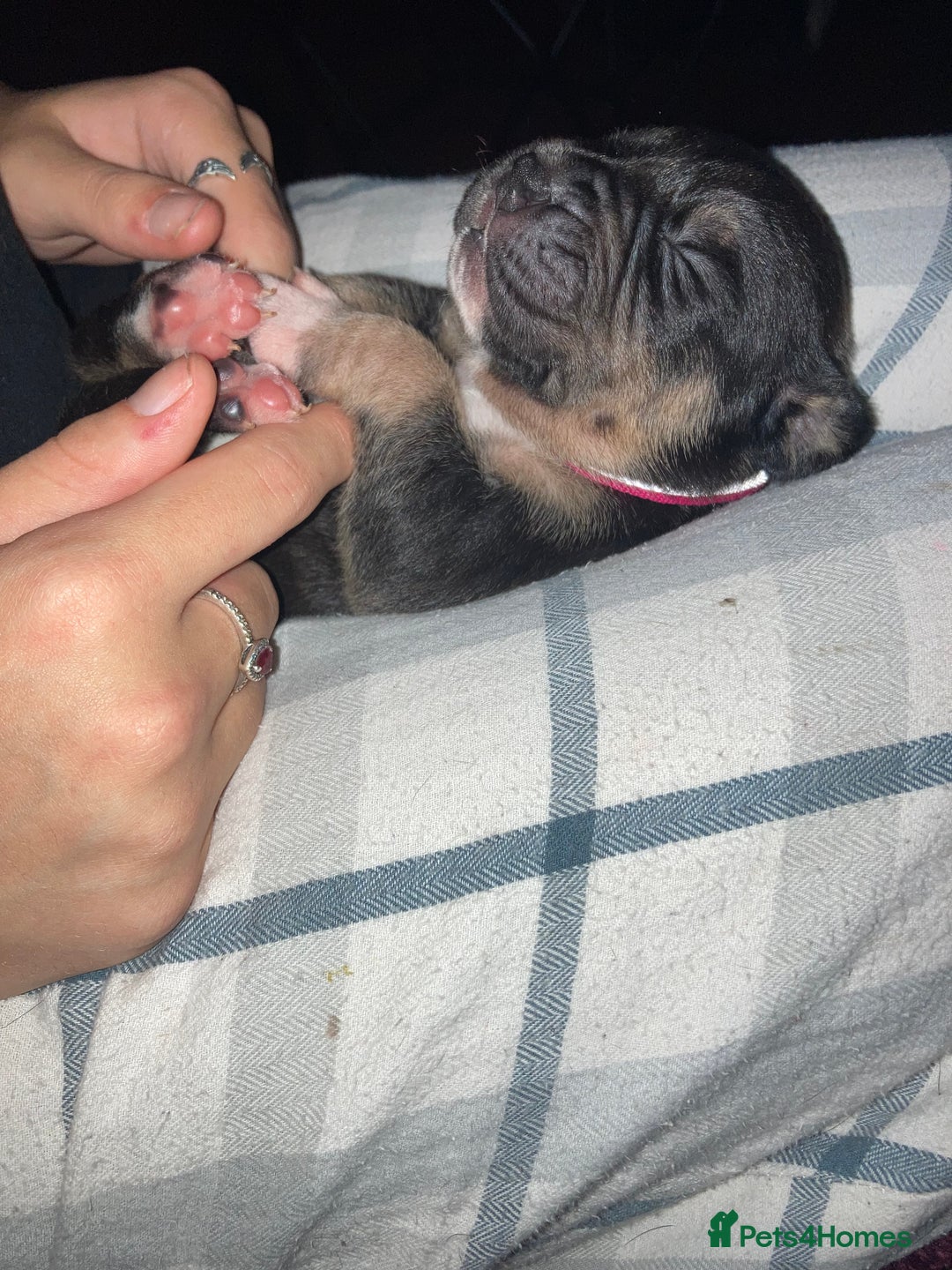 Mixed Breed dogs for sale: Mastiff x Staffy Puppies  - Advert 30