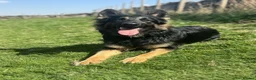 German Shepherd dogs for sale: Bonnie  in Huddersfield - Advert 5