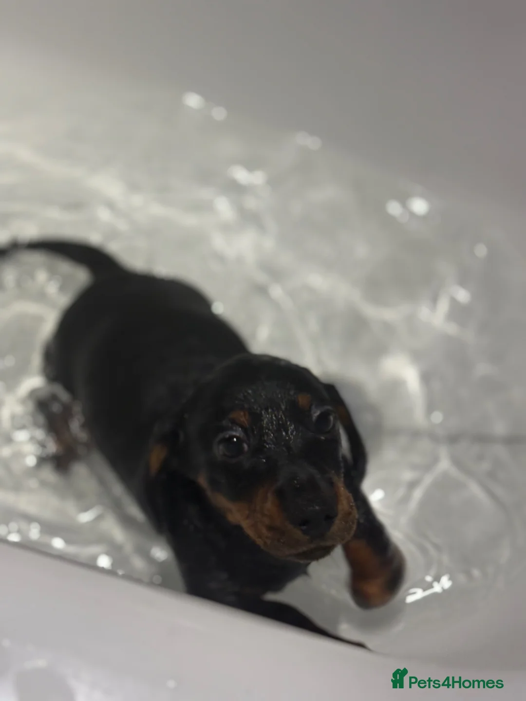 Miniature Dachshund dogs for sale: Beautiful miniature Dachshunds for sale🫶🏻 - Advert 16