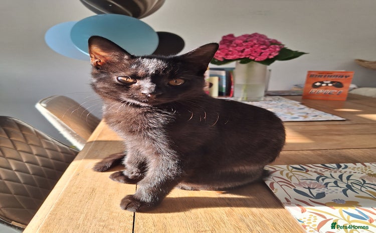 British Shorthair cats - Advert 11