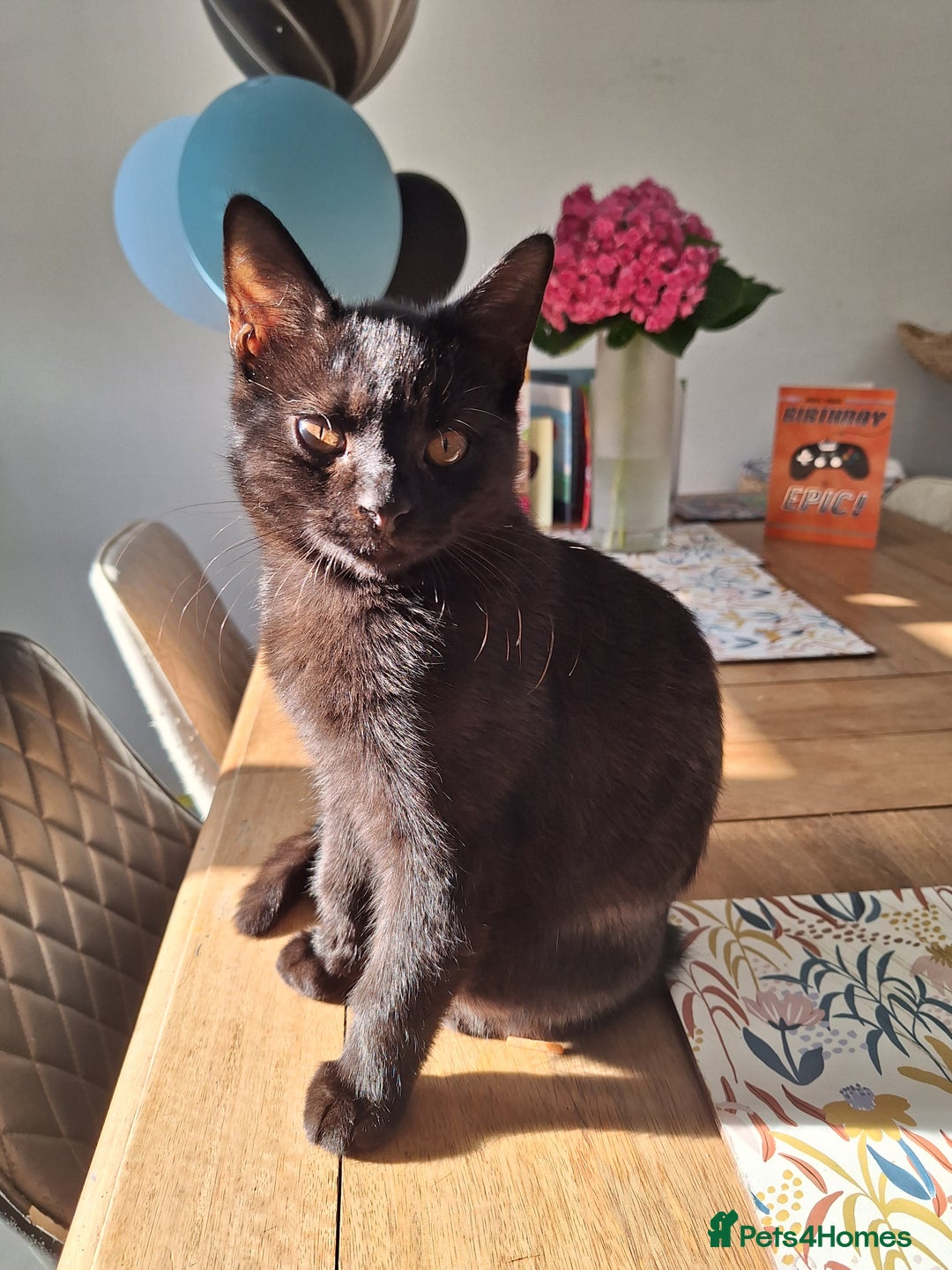 British Shorthair cats for sale: 🤎SALE!!! CHOCOLATE BSH boy and girl left, LONDON - Image 4