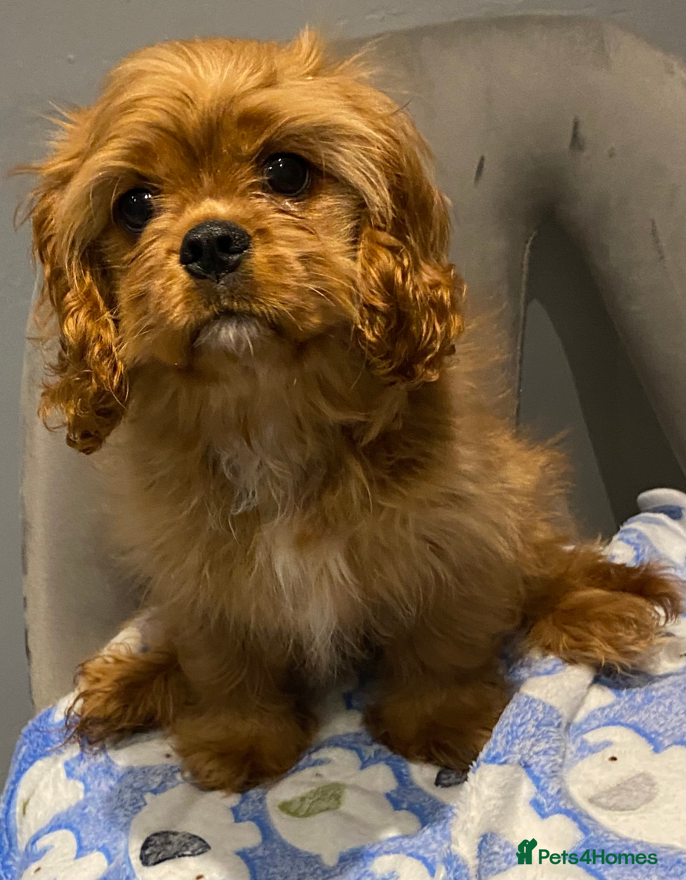 Cavalier King Charles Spaniel dogs Cavalier King Charles spaniel puppies  - Advert 4