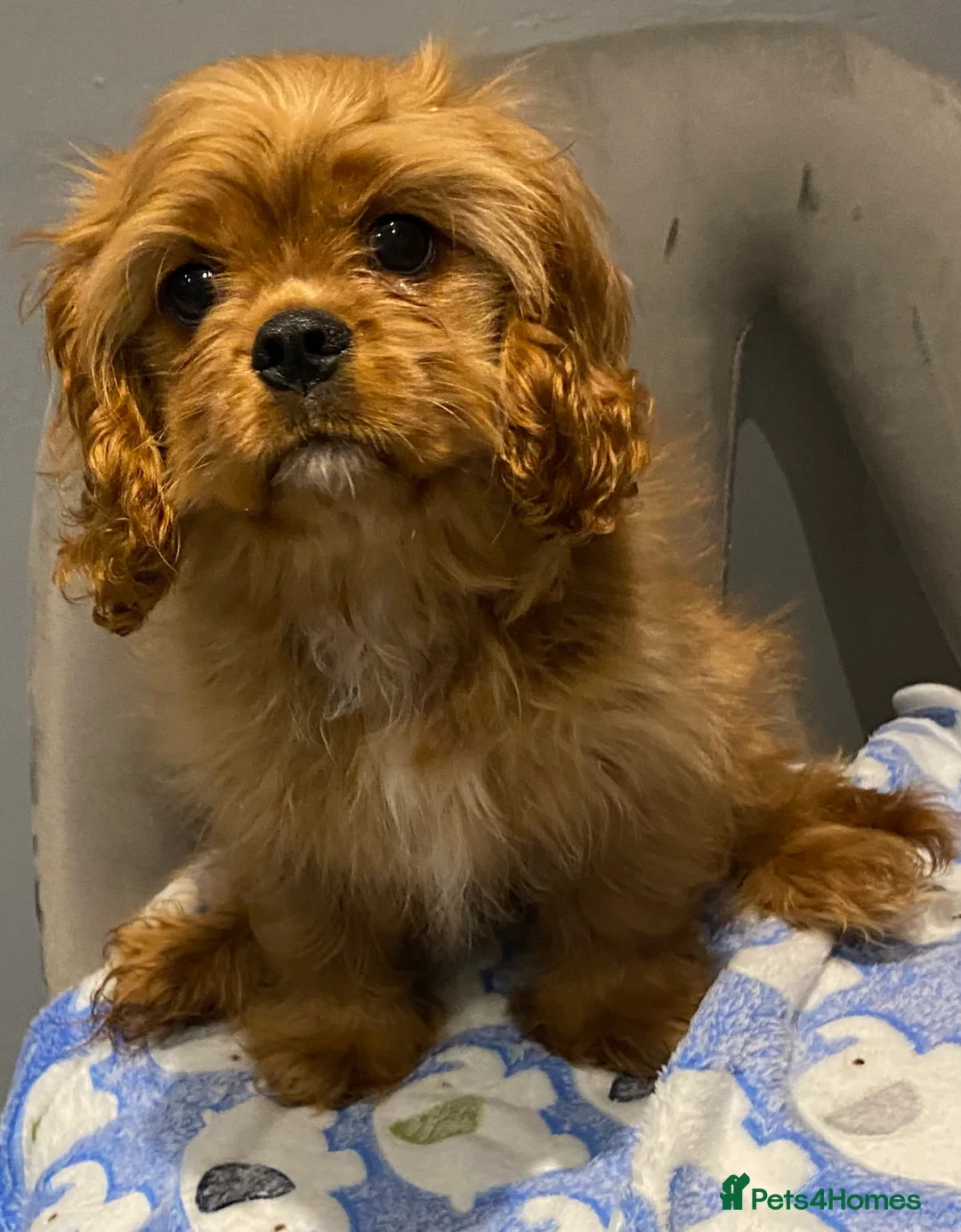 Cavalier King Charles Spaniel dogs for sale: Cavalier King Charles spaniel puppies  - Advert 1