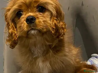 Cavalier King Charles Spaniel dogs Cavalier King Charles spaniel puppies - Advert 4