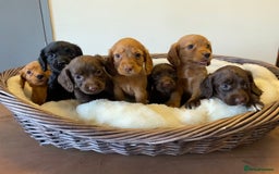 Cocker Spaniel dogs for sale: Carefully bred Kc FTW sired cocker spaniel pups,  - Image 14