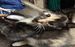 Mixed Breed cats for sale: Playful Kittens 🐾 (Please Read Description) - Image 12