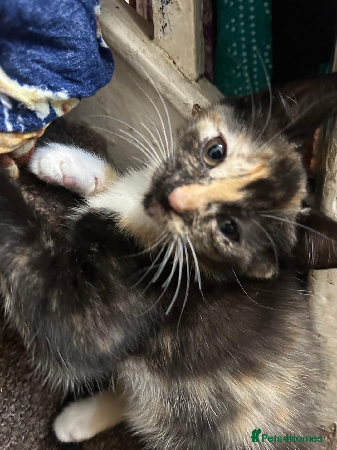 Mixed Breed cats for sale: Playful Kittens 🐾 (Please Read Description) - Image 12