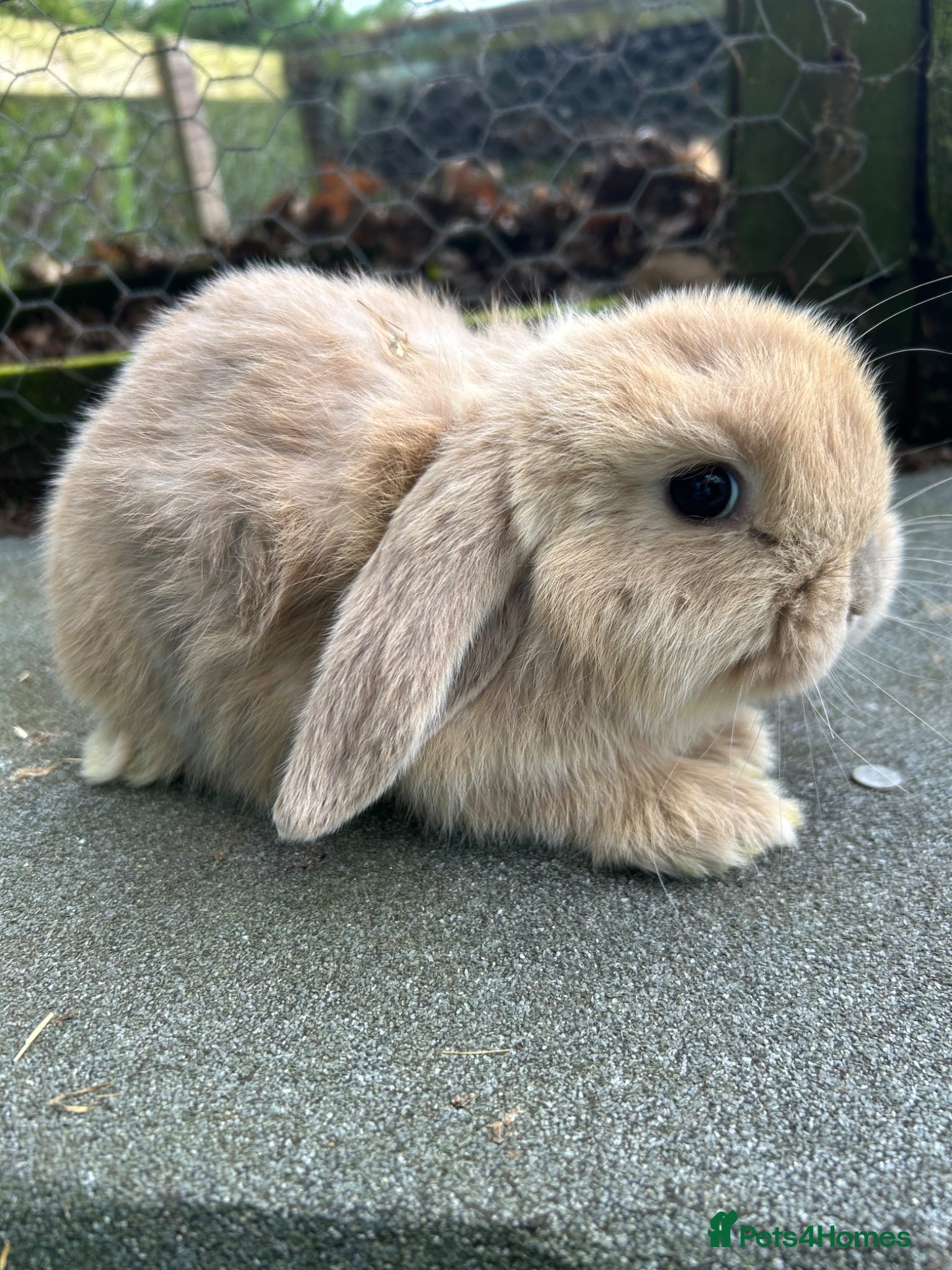 Mini Lop rabbits 3 beautiful mini lops  - Advert 1