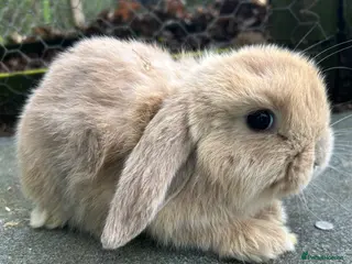 Mini Lop rabbits 3 beautiful mini lops - Advert 1