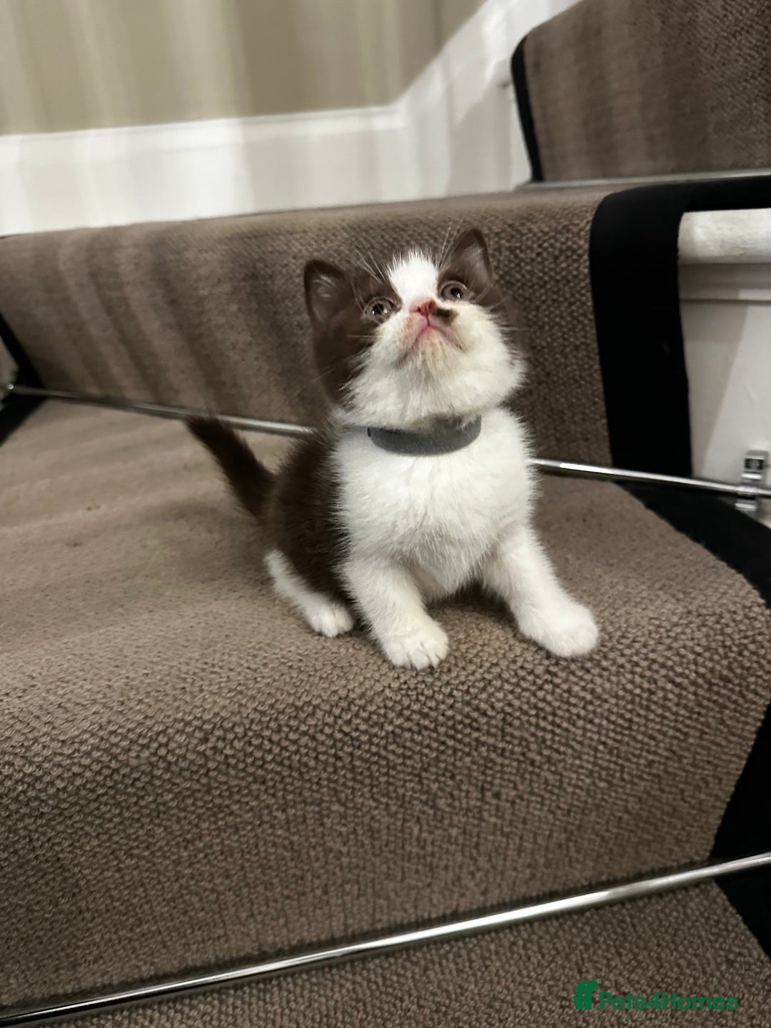 British Shorthair cats for sale: FULL PEDIGREE CHOCOLATE BI COLOUR KITTENS  - Advert 6