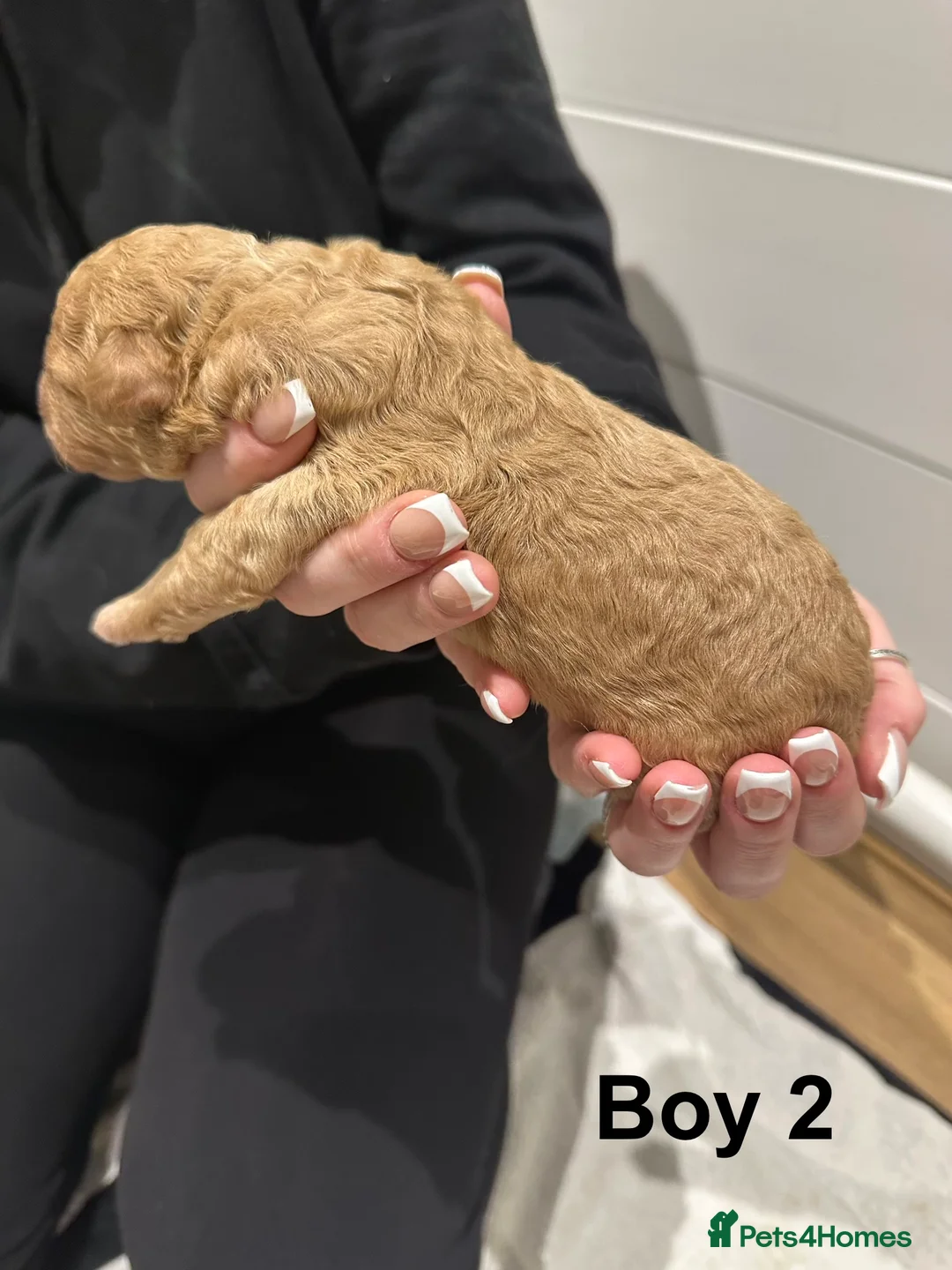 Cavapoo dogs for sale: 💥ONE BOY LEFT💥 F1B Cavapoo Puppies - Advert 18
