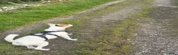 Mixed Breed dogs for sale: Jackstaff 8 months old  - Advert 2