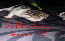 British Longhair cats for sale: Kittens for sale  - Image 4