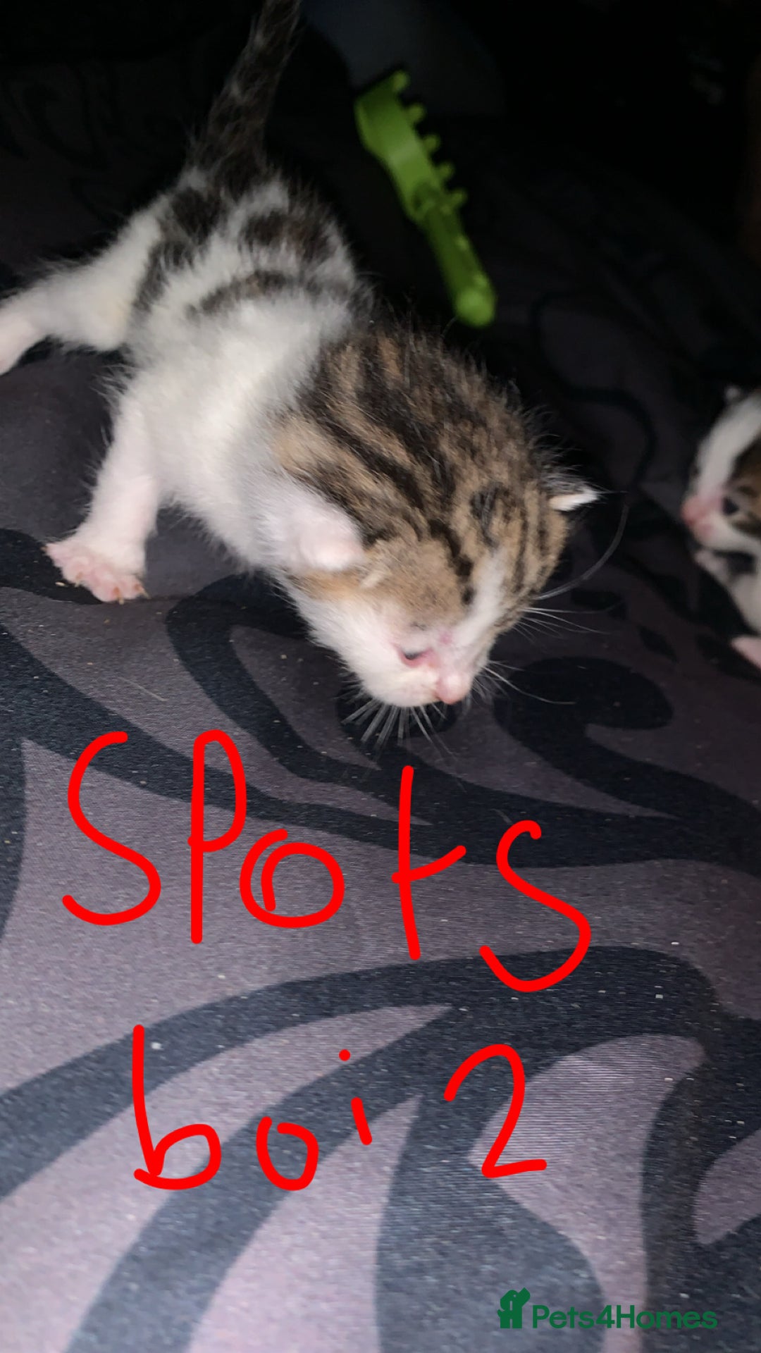 British Longhair cats for sale: Kittens for sale  - Image 4