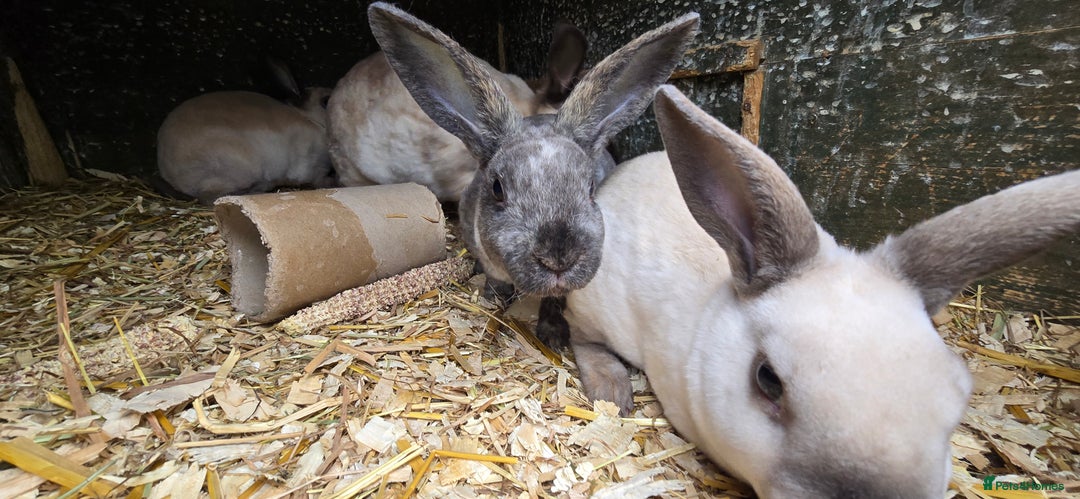 Rex rabbits for sale: 6 Mini rex 7 weeks old - Image 2